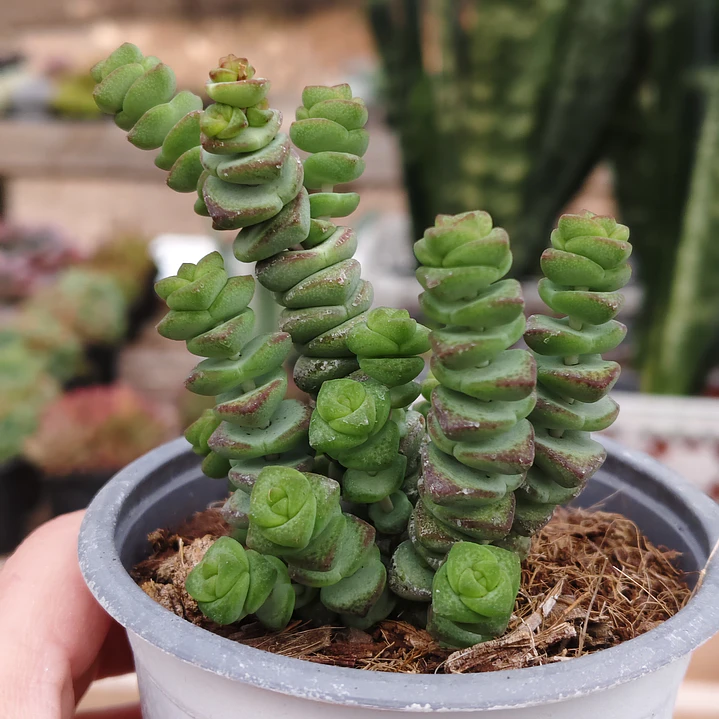 Crassula Marnieriana 1