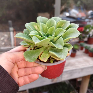 Echeveria Stolonifera