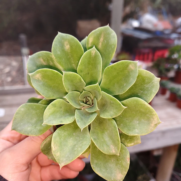 Echeveria Stolonifera 3