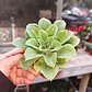 Echeveria Stolonifera - Miniatura 1