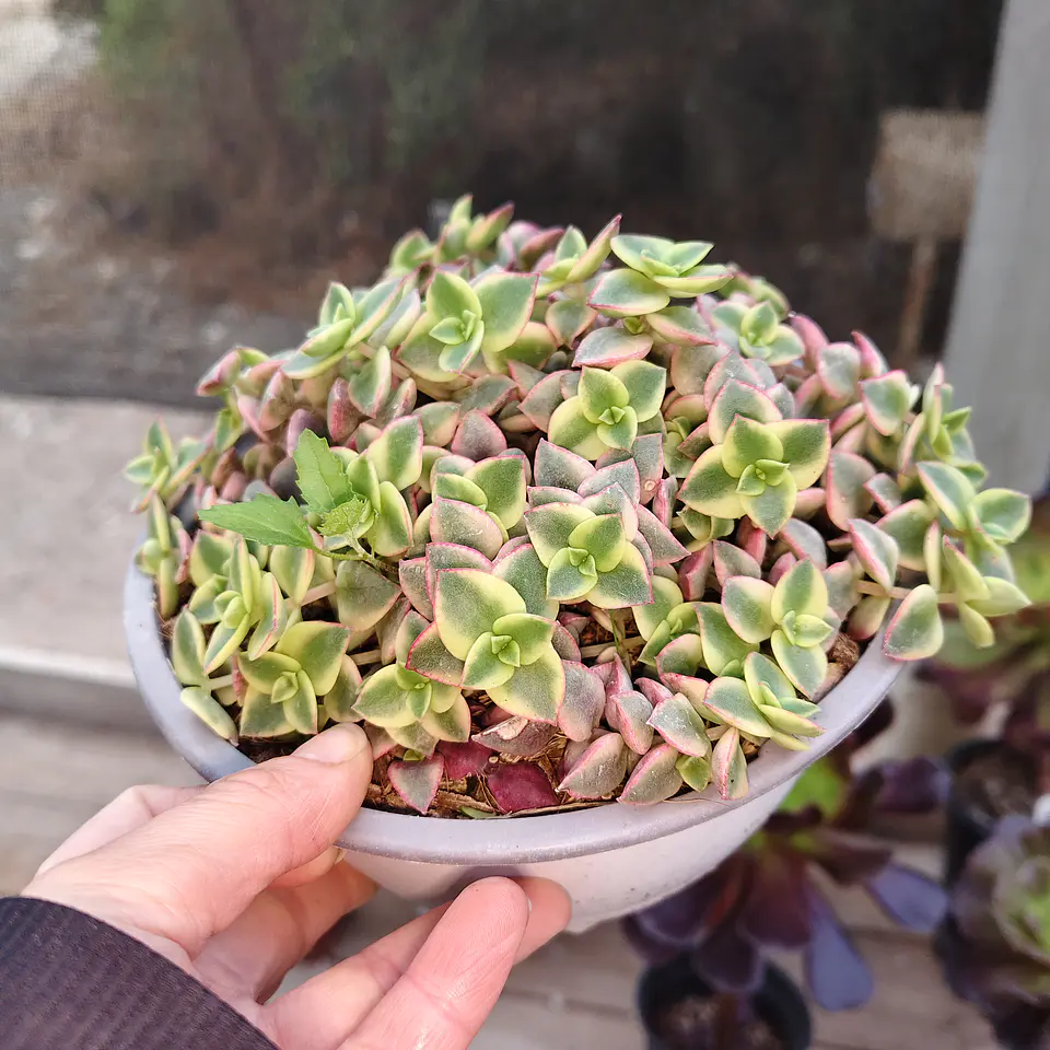 Crassula Pellucida Variegada (PLANTA MADRE) 1