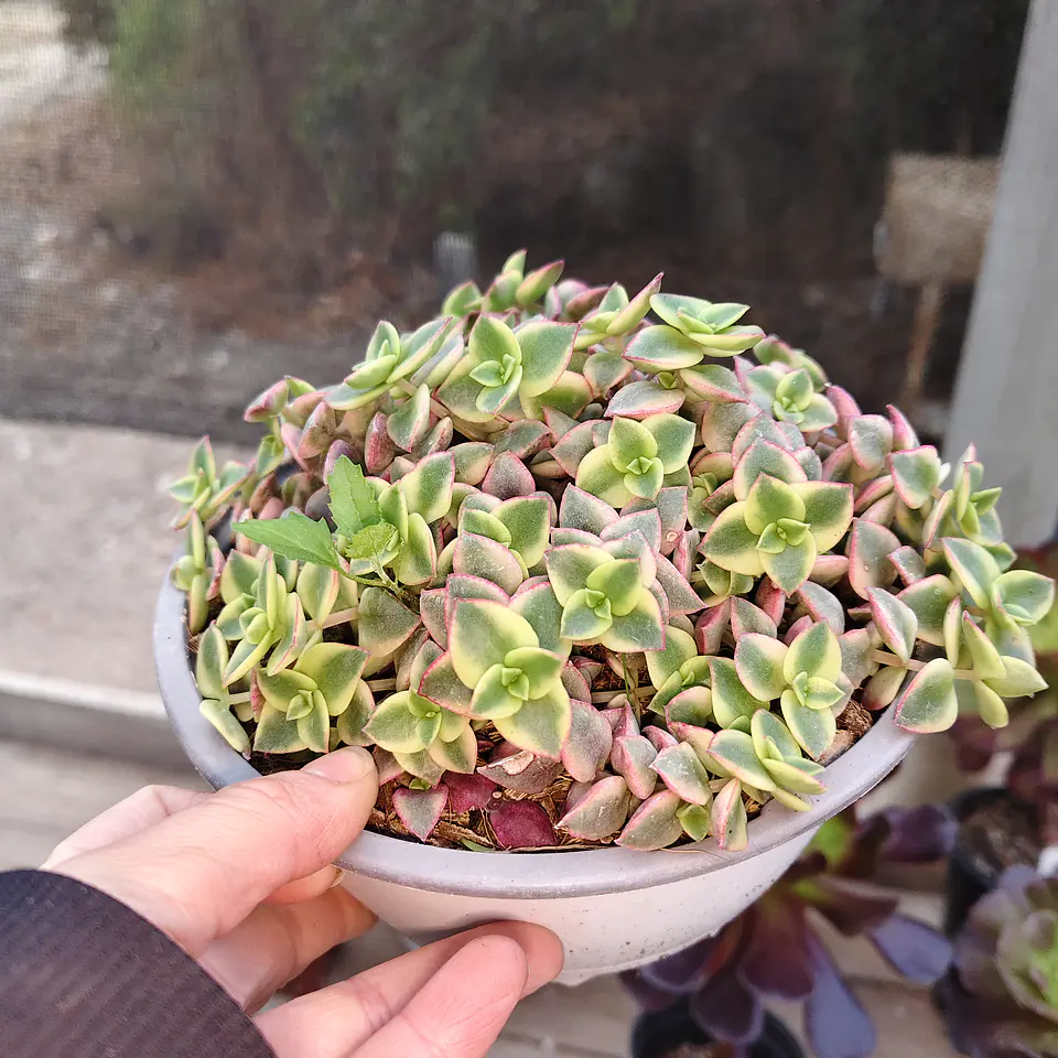 Crassula Pellucida Variegada (PLANTA MADRE) 2