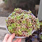 Crassula Pellucida Variegada (PLANTA MADRE) - Miniatura 3