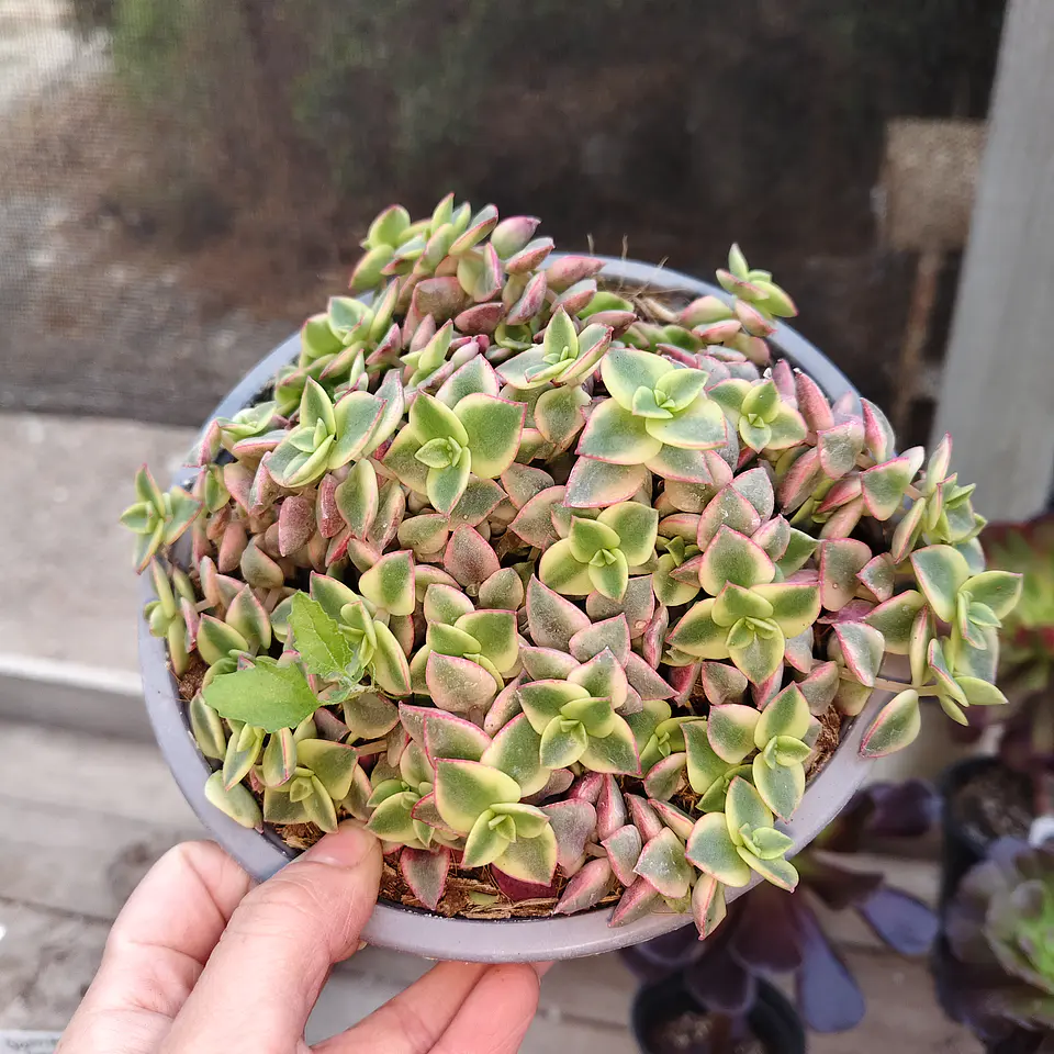 Crassula Pellucida Variegada (PLANTA MADRE) 3