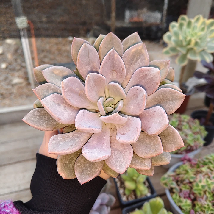 Graptoveria Debbie  1