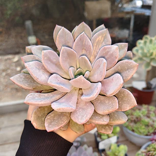 Graptoveria Debbie 