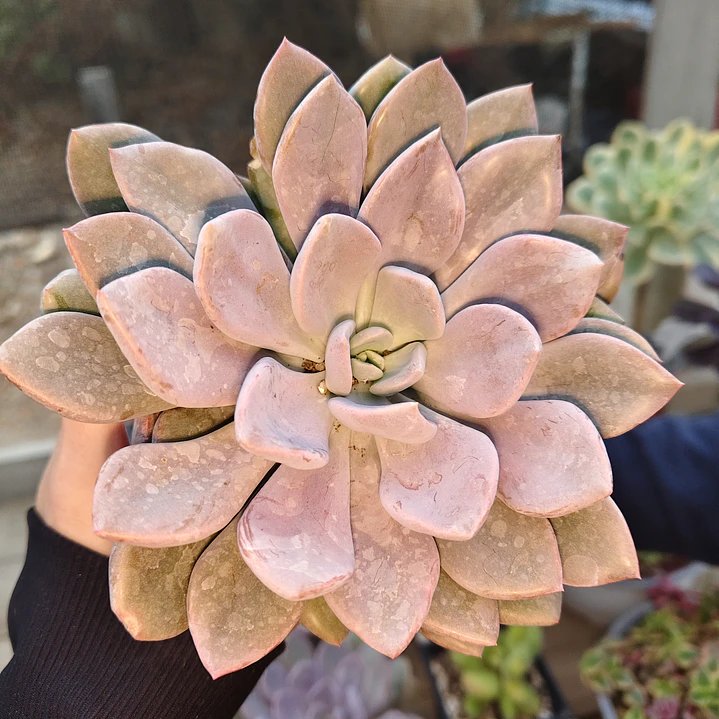 Graptoveria Debbie  3