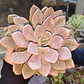 Graptoveria Debbie  - Miniatura 3