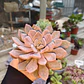 Graptoveria Debbie  - Miniatura 4