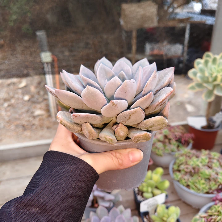 Graptoveria Debbie  5