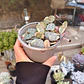 Ceropegia Woodi  Variegada 