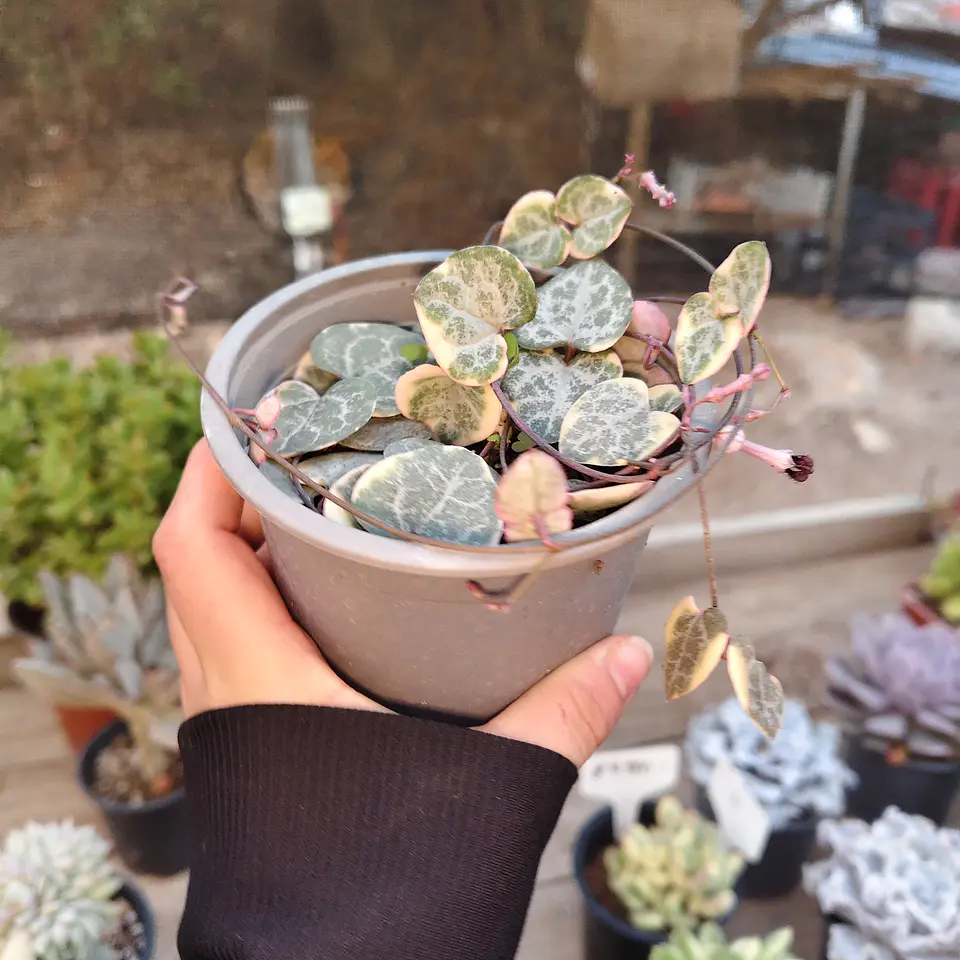 Ceropegia Woodi  Variegada 