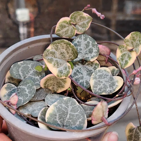 Ceropegia Woodi  Variegada "Collar de corazones"