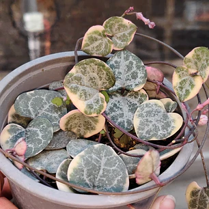 Ceropegia Woodi  Variegada 