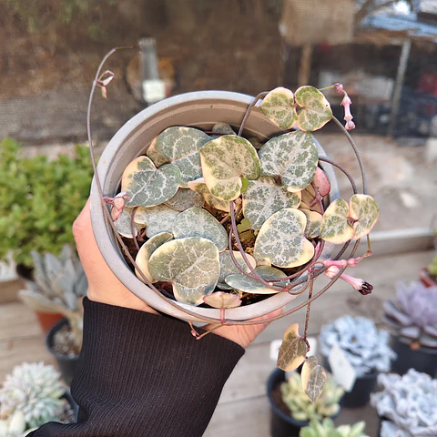 Ceropegia Woodi  Variegada "Collar de corazones"