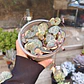 Ceropegia Woodi  Variegada 