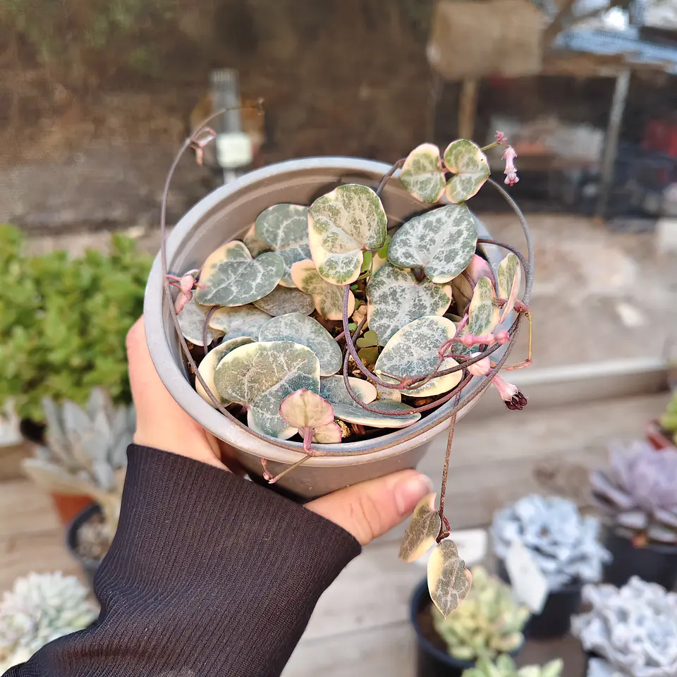 Ceropegia Woodi  Variegada 