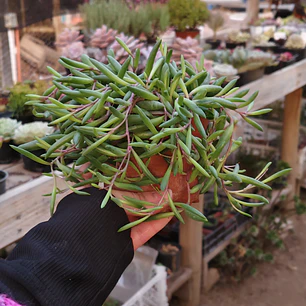 Othonna Capensis