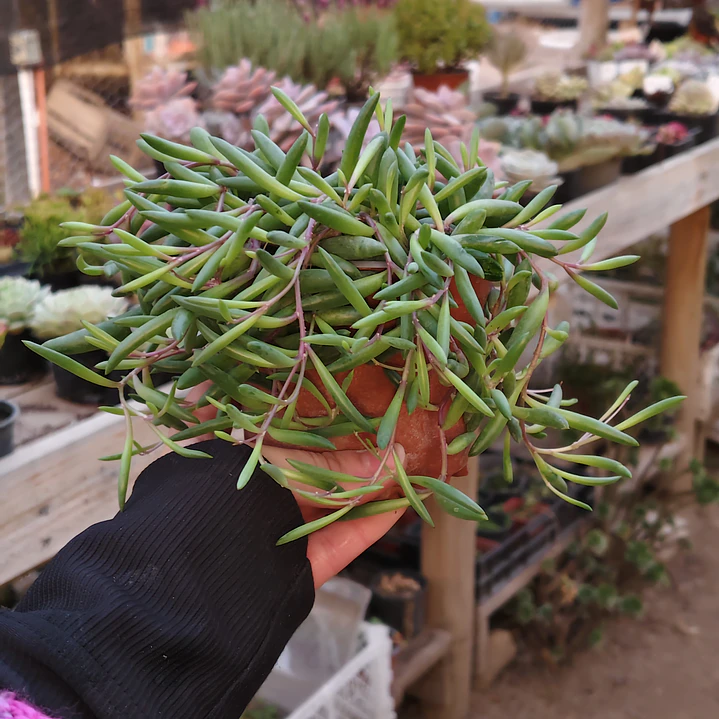 Othonna Capensis 2