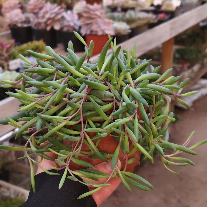 Othonna Capensis 3