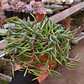 Othonna Capensis - Miniatura 3