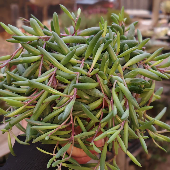 Othonna Capensis 4