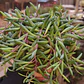 Othonna Capensis - Miniatura 4