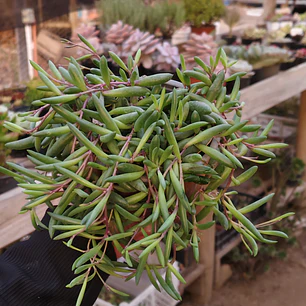 Othonna Capensis