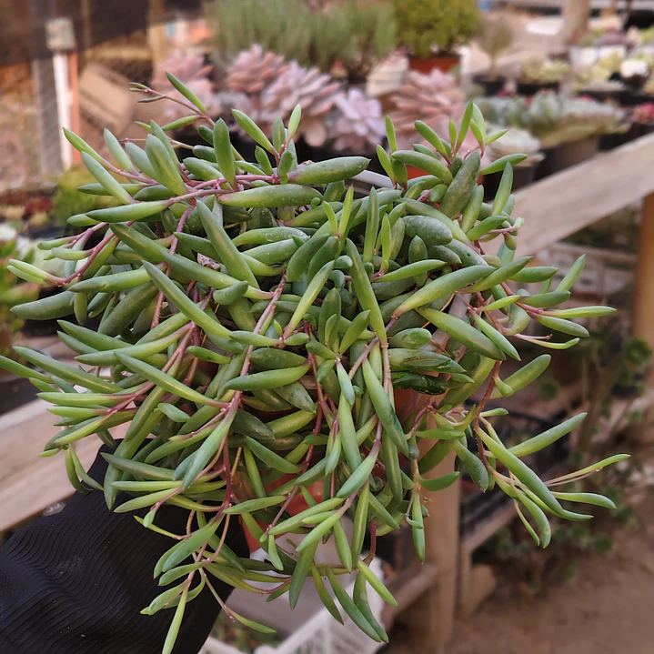 Othonna Capensis 1