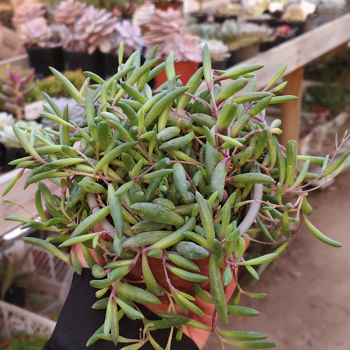 Othonna Capensis 5