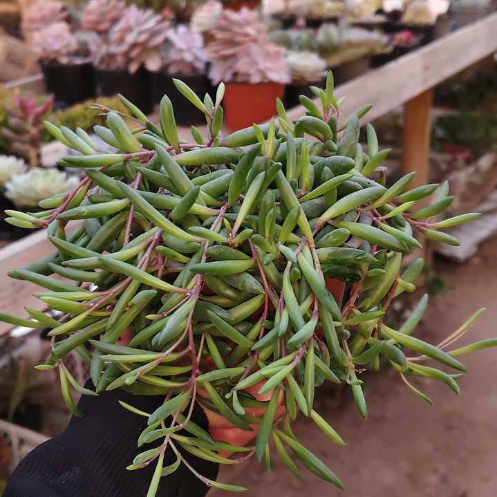 Othonna Capensis 6
