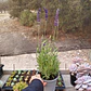 Lavanda Blue Spear - Miniatura 3