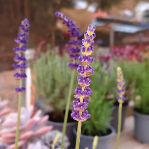 Lavanda Blue Spear