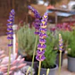 Lavanda Blue Spear - Miniatura 2