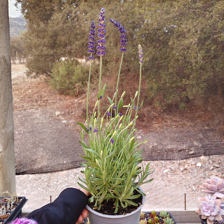 Lavanda Blue Spear 4
