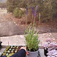 Lavanda Blue Spear - Miniatura 5
