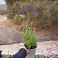 Lavanda Blue Spear - Miniatura 1