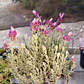 Lavanda stoechas 