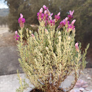 Lavanda stoechas 