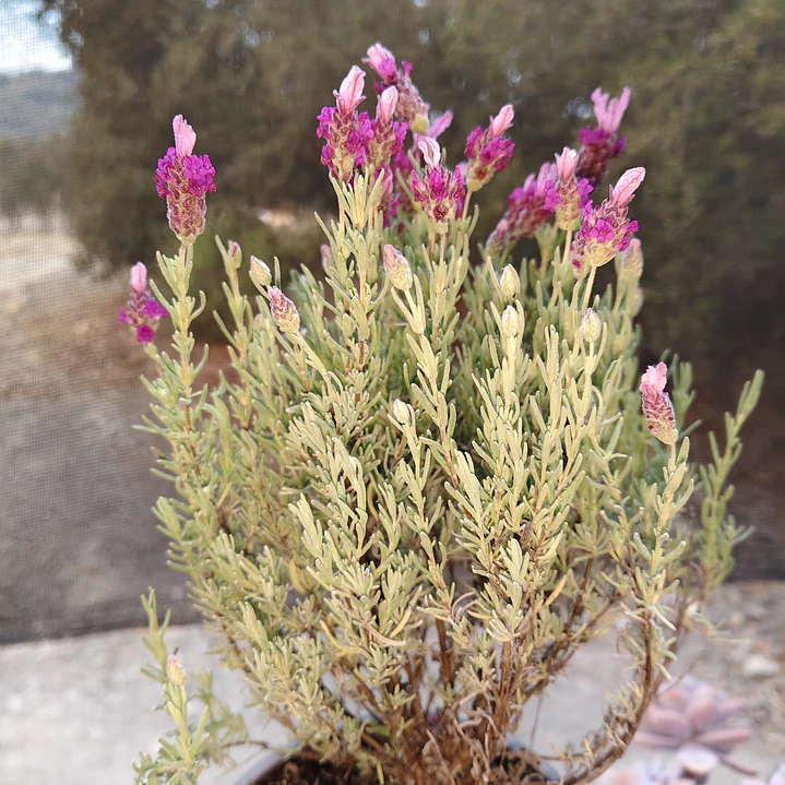 Lavanda stoechas 