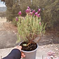 Lavanda stoechas 