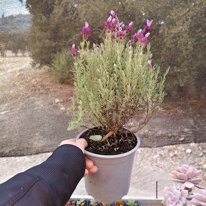 Lavanda stoechas 