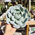 Echeveria Elegant Var. Giant 