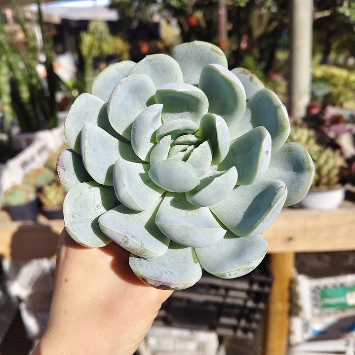 Echeveria Elegant Var. Giant  1