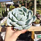 Echeveria Elegant Var. Giant  - Miniatura 2