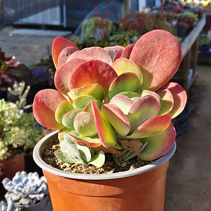 Kalanchoe Luciae (PLANTA MADRE)