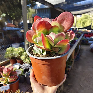 Kalanchoe Luciae (PLANTA MADRE)