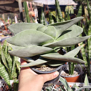 Crassula Falcata