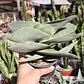 Crassula Falcata - Miniatura 2