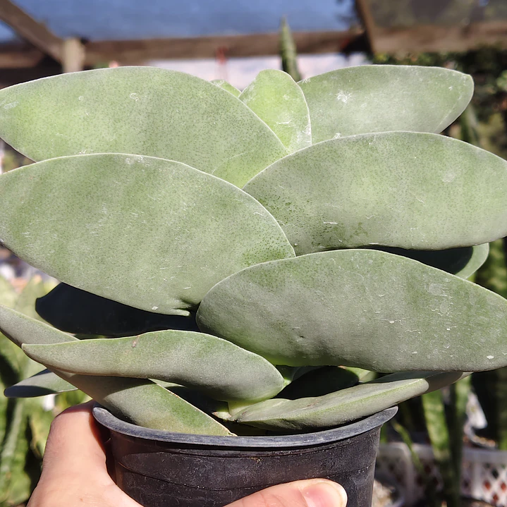 Crassula Falcata 3